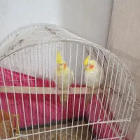 عروس هلندی