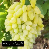 نهالستان ماهان نهال