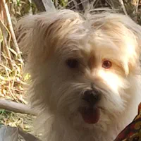 سگ نژاد شیتزو تریر|سگ|گرگان, |دیوار