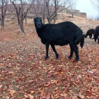 قوچ قره قزل چال