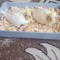 جوجه عروس هلندی سرلاکی|پرنده|محمدیه-قزوین, |دیوار