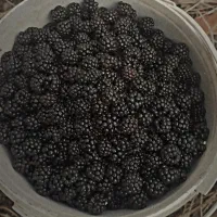 تمشک تازه چین وارگانیک