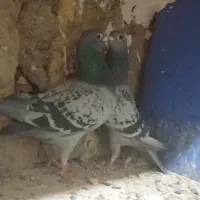 کفتر|پرنده|قم, یزدان‌شهر|دیوار