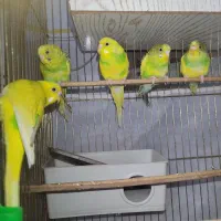 مرغ عشق|پرنده|مشهد, شترک|دیوار