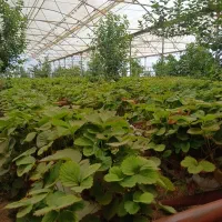 نشای توت فرنگی سابرینا