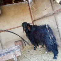 یک راس صابرین خوب و داشتی،با سه راس بزغاله