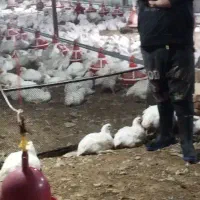 مرغ سبز بدون دارو