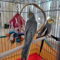 عروس هلندی