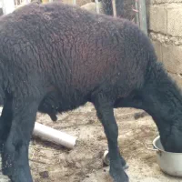 قوچ‌قره‌قزل