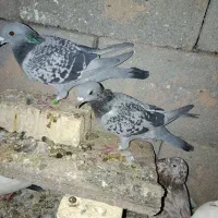 کبوتر‌ بازیکن|پرنده|اردل, |دیوار