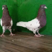 کله سرخ|پرنده|مسجد سلیمان, |دیوار