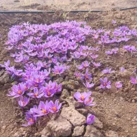 گلبرگ زعفران تربت حیدریه محصول 1404|خوردنی و آشامیدنی|تهران, آسمان|دیوار