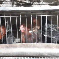 فروش خروس محلی