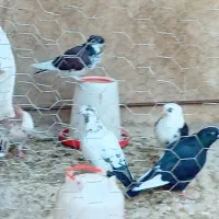 کبوتر|پرنده|سراب, |دیوار