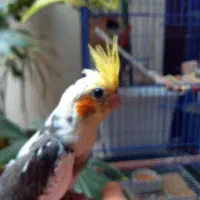 جوجه عروس هلندی تاج پرنسس سینه پر در محیط طبیعی