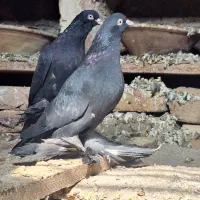 کبوترسیاه و تهرانی
