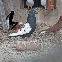 سینه ای|پرنده|بم, |دیوار