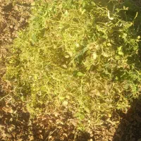 کاه لوبیا چیتی