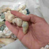 صدف|کلکسیون و سرگرمی|مشهد, حسابی جنوبی (شهرک غرب)|دیوار