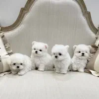 سگ سفید|سگ|زنجان, |دیوار