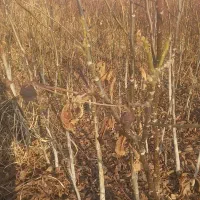 نهالستان محمودی|گل و گیاه طبیعی|محمدیه-قزوین, |دیوار