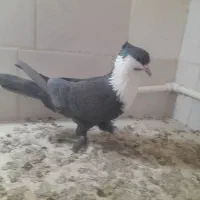 کراواتی نر مست