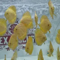 دیسکس تاپ  فروش ویژه