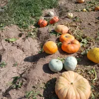 فدوش ویژه کدو حلوایی