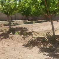 فروش باغ ۵۰۰ متر منطقه باغی قهجاورستان|فروش خانه و ویلا|اصفهان, قلعه نو|دیوار