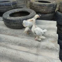 جوجه ابریشمی و برهما|حیوانات مزرعه|رامیان, |دیوار