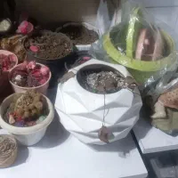 گلدان به تعداد زیاد که در تصویر می‌بینید|گل و گیاه طبیعی|رشت, کوی حسینی|دیوار