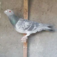 بدرنگ نر|پرنده|بم, |دیوار