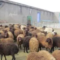 اجاره-دامداری-صنعتی-و-پرواربندی