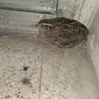 یک عدد بلد رچین گم شده