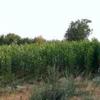 کشاورزی و باغداری