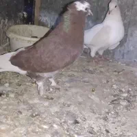 کبوتر فروشی