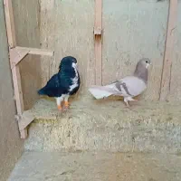 خوشرنگ سیاه