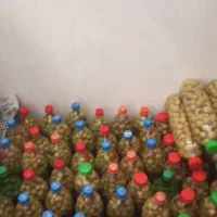 ترشی سپستان تازه