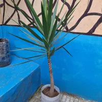 گل ( درخت ) یوکا|گل و گیاه طبیعی|رشت, سلیمانداراب|دیوار