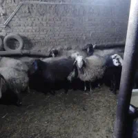 گوسفندابستن|حیوانات مزرعه|بلبان آباد, |دیوار