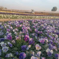 گل بنفشه سبدی