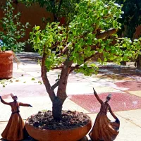 بنسای بونسای بن سای کراسولا خرفه مینیاتورری جید|گل و گیاه طبیعی|اصفهان, گلزار|دیوار