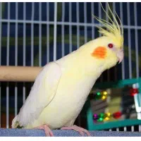عروس هلندی ماده