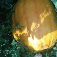 کدو حلوایی برانی