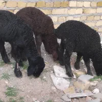 بره نر شیرخوار