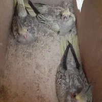 جوجه عروس هلندی