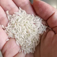 برنج درشت هاشمی محلی