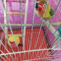 طوطی برزیلی نرو ماده