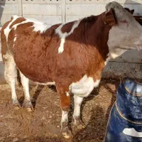 گوساله اصیل سیمینتال