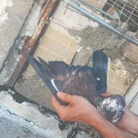 چهار عددکبوتر بلندپرواز محمدشهرم